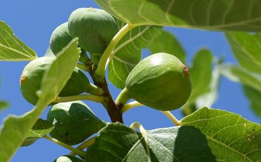 Fig tree green leaves and fruit
